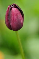 yet another tulip...