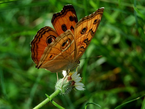 nature butterflies kerala