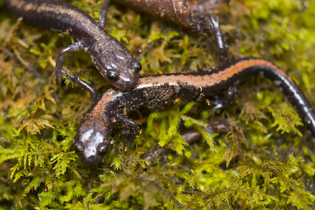 photo of Shenandoah Salamander
