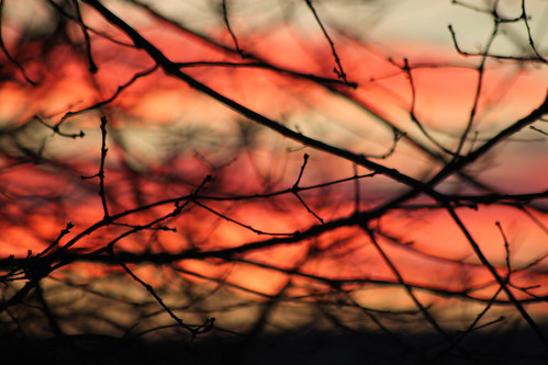 sunset tree silhouette bokeh branches ithaca frommywindow