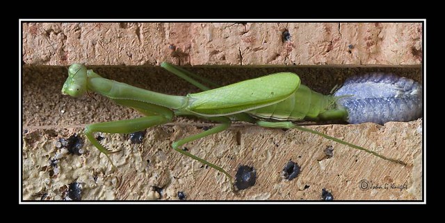 Praying Mantis Giving Birth | Flickr - Photo Sharing!