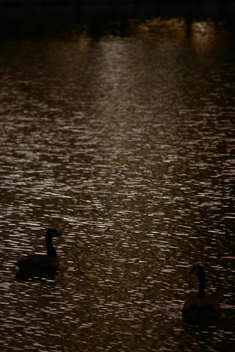 sunset water canon rebel geese pond canadian calm goose waters xsi 450d 55250mm
