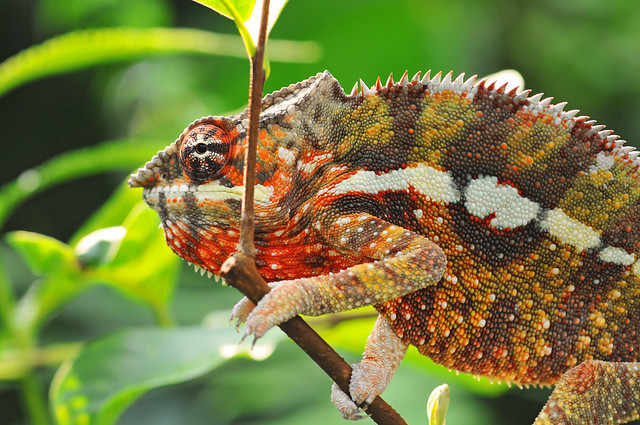 Walking chameleon | Flickr - Photo Sharing!