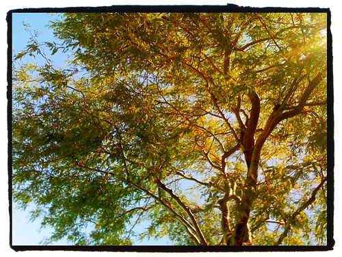 california ca blue tree green southerncalifornia morongo iphone wmhphotography