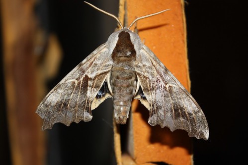 moth oneeyedsphinx smerinthuscerisyi