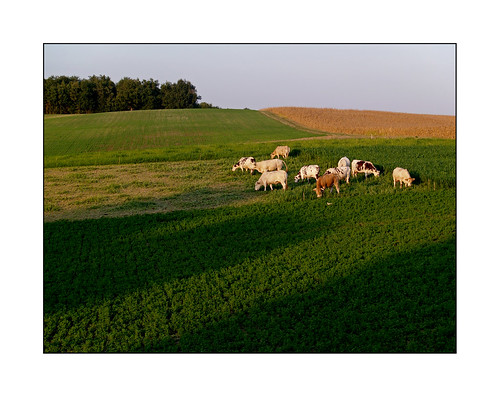 rural lot vert blonde agriculture paysage et garonne champ vache aquitaine lotetgaronne