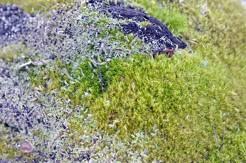 plants oregon landscape moss or environmental oregonstate bryophyte nonvascular stateoforegon smalllandscape deadendwinery