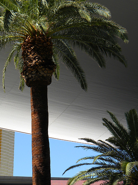 palm trees in Vegas