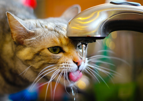 Cat Drinking from Sink - Canon T2i