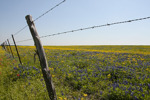 flowers blue trees red field spring texas indian country hill wildflowers independence paintbrush bluebonnets brenham bonnets bleiblerville