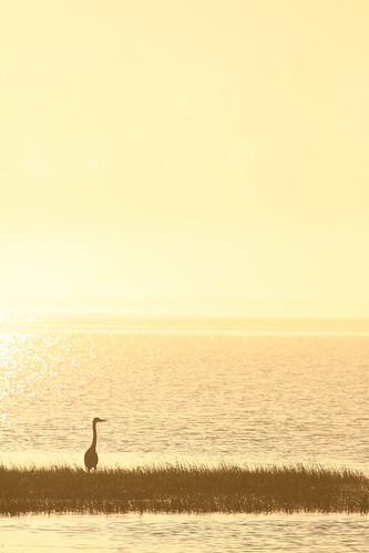 ocean wild bird silhouette oregon sunrise blueheron 100400mm nehalem nehalembaystatepark lensrentals
