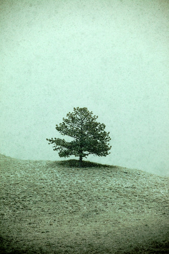 travel winter usa snow storm cold color colour tree art nature field weather vertical pinetree pine vintage landscape outside outdoors montana mood mt artistic horizon snowstorm dream nobody hills evergreen edge western environment snowing prairie copyspace tribe obscured hue idyllic ponderosa hilltop precipice scenics textured lonetree lonelytree distant contemplation winterlandscape tranquilscene lonesome greatplains stockphotography fallingsnow onetree ponderosapine coniferoustree hillcounty colorimage sprucetree ruralscene beautyinnature grained nonurbanscene chippewacree byitself throughthesnow montanalandscape winterinmontana toddklassy montanaphotographer rockyboysindianreservation montanalandscapephotographer obscuredbysnow