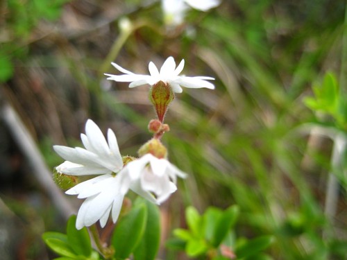 Small flowered Prairie Star