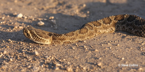 tx rattlesnake crotalusviridis crotalus prairierattlesnake lynncounty