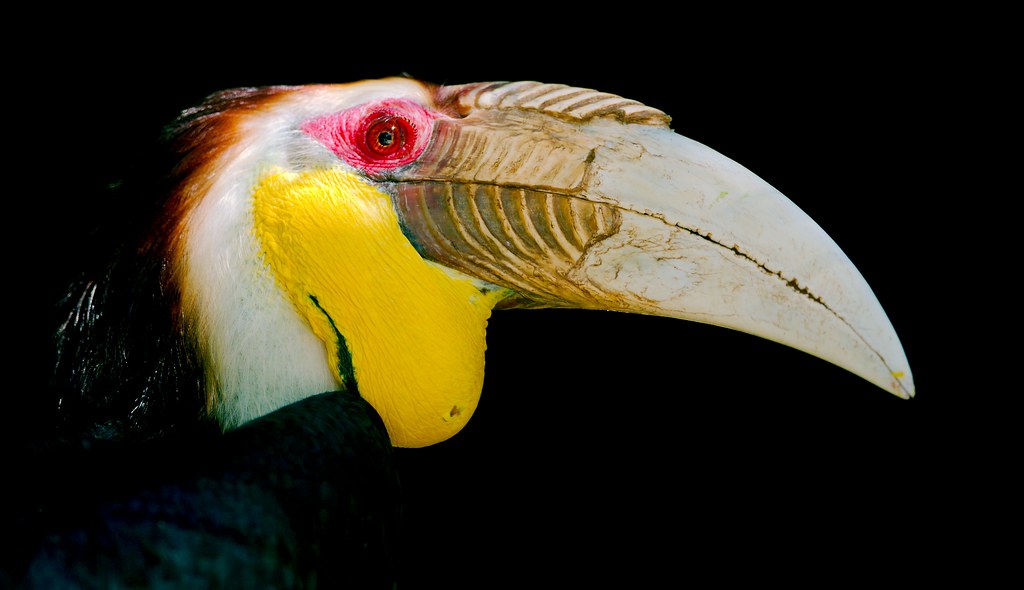 Wreathed Hornbill_4