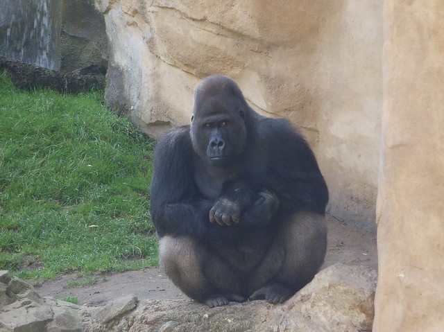Binary options gorilla