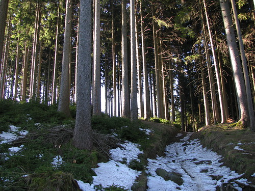 winter nature landscape pohorje