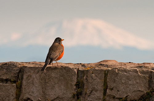park bird robin rock wall oregon portland march spring mtsthelens 2010 songbird councilcrest turdusmigratorius