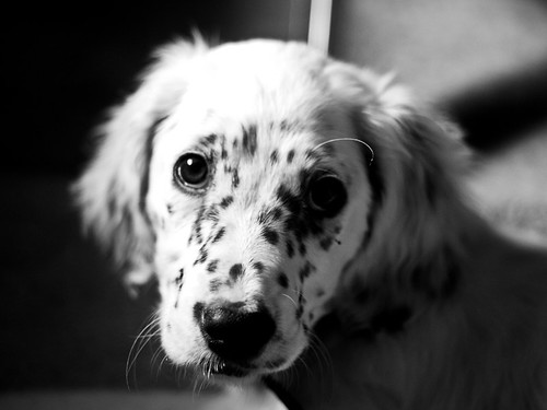 dog white black blanco 50mm retrato negro olympus perro f18 zuiko noa manuallens e520 objetivomanual