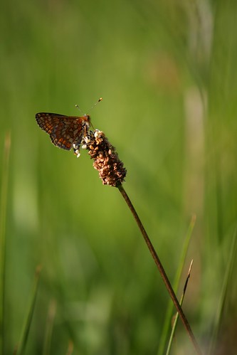 france butterfly papillon auvergne étang marshfritillary euphydryasaurinia damierdelasuccise spipoll damierdumarais