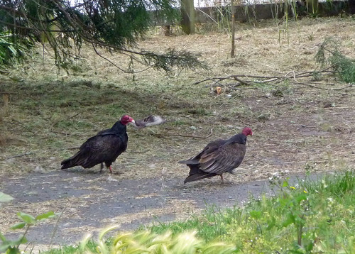 Photo of two turkey vultures walking on ground.