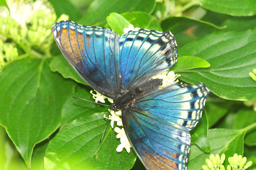 park blue creek butterfly purple kansas admiral wichita chisholm redspotted chisholmcreekpark