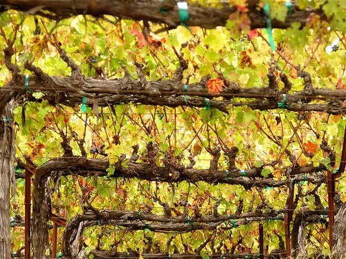 california autumn fall leaves lumix vines view sonoma grapes asti dutchercreekroad