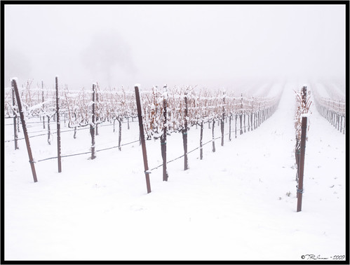california winter white snow fog clouds landscape vineyard haze olympus explore e3 eldoradocounty latrobe californialandscape zd 1260mm olympuse3