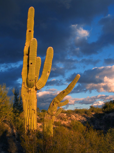 pictures winter sunset cactus sky sun sunlight foothills southwest nature colors oneaday clouds cacti river outside photography photo oracle cool warm day desert tucson cloudy photos pics outdoor afterthestorm picture az pic calm photographs photograph photoaday digitalcamera uncool saguaro isolated sonorandesert stormyweather pictureaday tucsonaz sidearm tucsonarizona saguarocactus arizonadesert southernarizona carnegieagigantea project365 desiertodearizona кактус пустыня аризона cactussunset saguarocactussunset saguarosunset arizonapassages 3652010 365the2010edition 012410