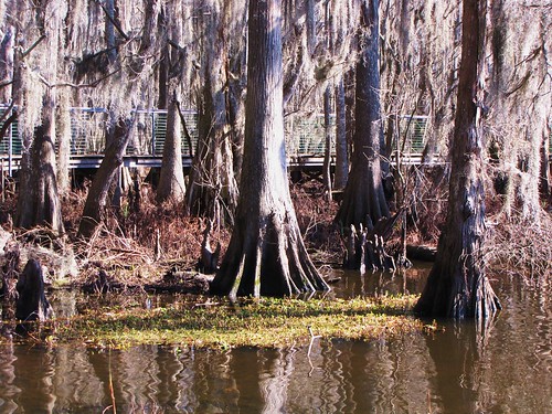 park wood travel trees usa lake reflection green nature water canon landscapes daylight louisiana scenery view state south peaceful powershot swamp spanishmoss daytime cypresses tranquil baldcypress cypressknees sx10is waltphotos