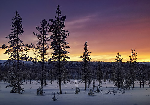 trees winter sunset red sky sun white snow fall yellow forest finland d50 nikon north lapland asleep lappi sodakylä