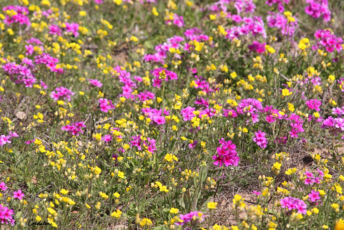 flowers spring texas wildflowers blooms roadside