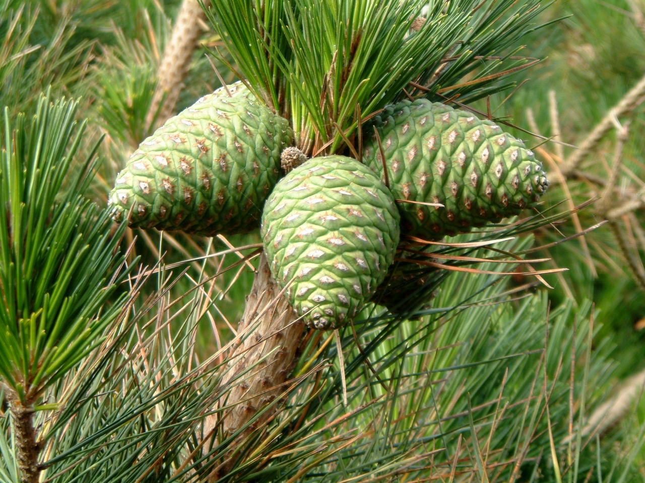 dining room green pine cones