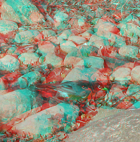 tree water robin birds stereoscopic stereophoto 3d anaglyph iowa anaglyphs redcyan 3dimages 3dimage 3dphoto 3dphotos 3dpictures stereopicture 3dpicture idagrove