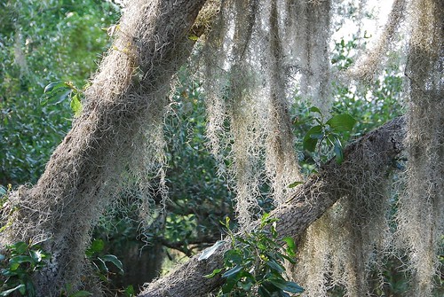 tree texture nature moss nikon florida spanishmoss oaktree paynesprairie d80
