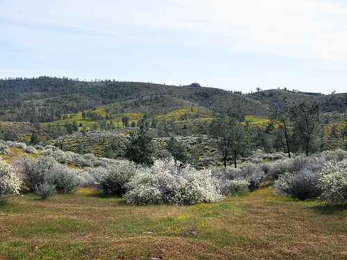 california hiking wildflowers tuolumnecounty theredhills