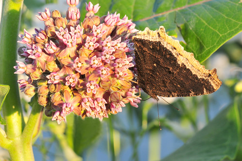 park brown creek butterfly mourning kansas cloak milkweed wichita chisholm chisholmcreekpark