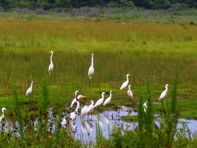 Birds of a feather flock together in the impoundments and marshes at False Cape State Park in Virginia