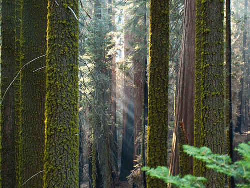 california sequoia national park sequoianationalpark godbeams tree trees