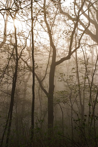 trees nature fog sunrise