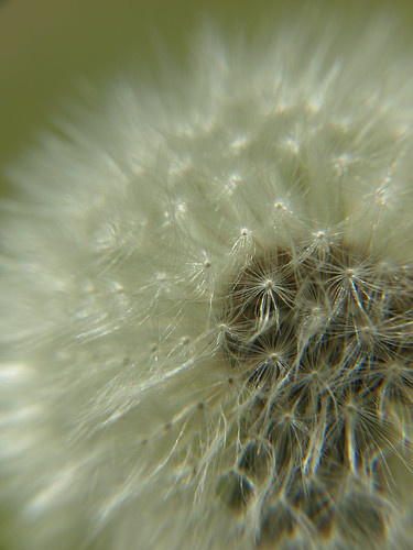 summer white flower detail macro grass closeup olympus dandelion kansas fragile parachute seedbearing