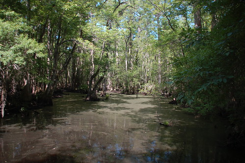 swamp beidlerforest fourholesswamp