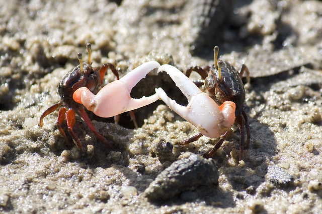 fiddler crab fight | Flickr - Photo Sharing!