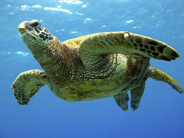 Green Sea Turtle Honokahau Kona Hawaii Flickr Photo Sharing Of Sea Turtle Tail