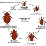 bed-bugs-life-cycle | Flickr - Photo Sharing!