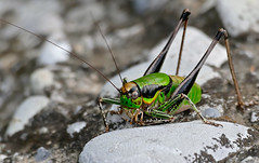 Chabrier's Marbled Bush-cricket (Eupholidoptera chabrieri) male - Photo of Toudon