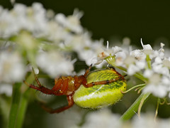 Green Orb-spider (Araniella alpica) - Photo of Valdeblore