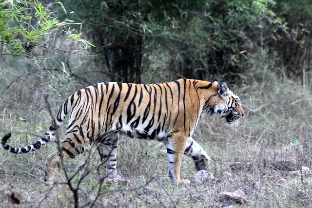 bandhavgarh safari tiger