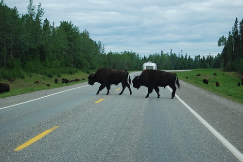 road animals buffalo britishcolumbia airstream alaskahighway 0210sh4