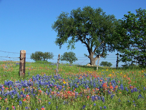 blue red usa flower weather yellow landscape day texas clear wildflower llanocounty kinglsland